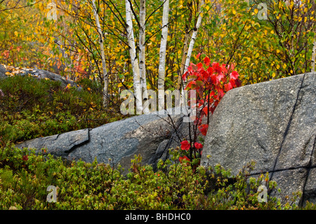 Rot-Ahorn Bäumchen mit Herbstlaub wächst aus Riss in Felsvorsprung, Greater Sudbury, Ontario, Kanada Stockfoto