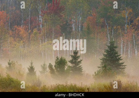 Morgennebel in Wiese mit Fichten und fernen herbstlichen Wald, Greater Sudbury, Ontario, Kanada Stockfoto