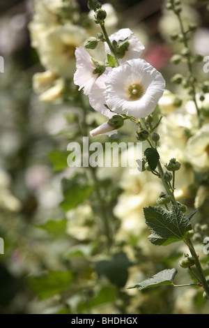 Eine Blüte der Stockrose, Poznan, Polen Stockfoto