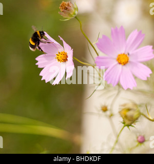 Hummel auf Kosmos Blumen (Chrysantemum) in einem Garten Stockfoto