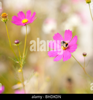 Hummel auf Kosmos Blumen (Chrysantemum) in einem Garten Stockfoto