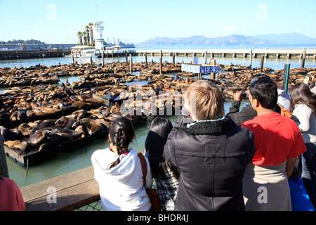 Touristen fotografieren die berühmten Seelöwen am Pier 39 Stockfoto