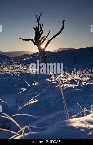 Toter Baum im Schnee bei Sonnenaufgang, Rannoch Moor, Highlands, Schottland Stockfoto