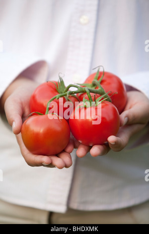 Woman's Hand, die Tomaten/Paradeiser Stockfoto