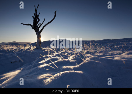 Toter Baum im Schnee bei Sonnenaufgang, Rannoch Moor, Highlands, Schottland Stockfoto