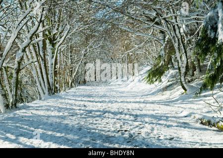 Schneebedeckten Pfad durch den Wald, Dartmoor, Devon UK Stockfoto