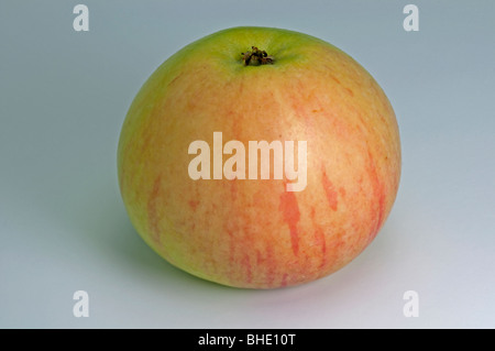 Heimischen Apfel (Malus Domestica), Sorte: Wiltshire, Apfel, Studio Bild. Stockfoto