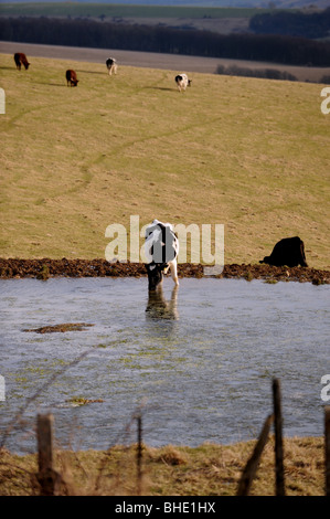 Rinder trinken an einem Tau-Teich auf Ditchling Beacon Bestandteil der South Downs Way in Sussex UK Stockfoto