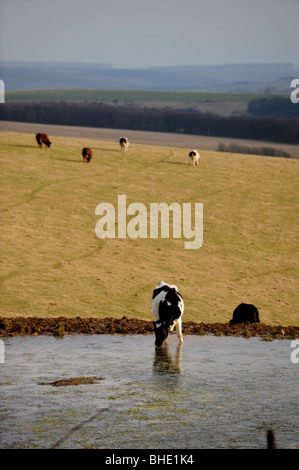 Rinder trinken an einem Tau-Teich auf Ditchling Beacon Bestandteil der South Downs Way in Sussex UK Stockfoto