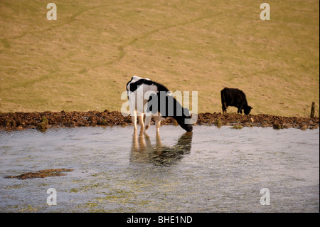 Rinder trinken an einem Tau-Teich auf Ditchling Beacon Bestandteil der South Downs Way in Sussex UK Stockfoto