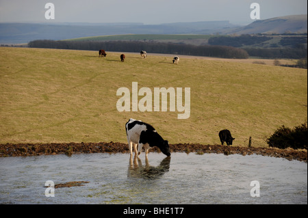 Rinder trinken an einem Tau-Teich auf Ditchling Beacon Bestandteil der South Downs Way in Sussex UK Stockfoto