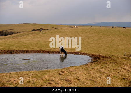 Rinder trinken an einem Tau-Teich auf Ditchling Beacon Bestandteil der South Downs Way in Sussex UK Stockfoto