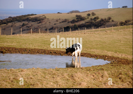 Rinder trinken an einem Tau-Teich auf Ditchling Beacon Bestandteil der South Downs Way in Sussex UK Stockfoto