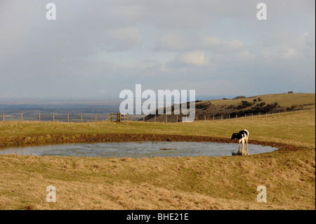 Rinder trinken an einem Tau-Teich auf Ditchling Beacon Bestandteil der South Downs Way in Sussex UK Stockfoto