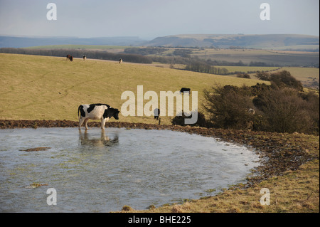 Rinder trinken an einem Tau-Teich auf Ditchling Beacon Bestandteil der South Downs Way in Sussex UK Stockfoto