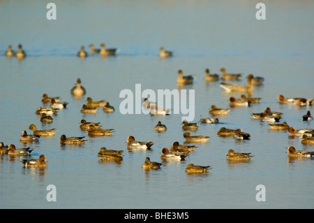 Pfeifente (Anas Penelope), scharen sich ausruhen und schwimmen auf dem Wasser auf das Loch Strathbeg, Schottland. Stockfoto