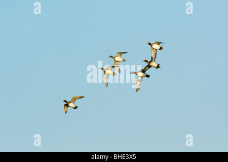 Pfeifente (Anas Penelope), strömen von sechs fliegen, Schottland. Stockfoto