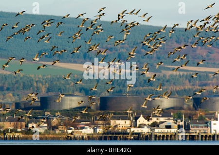 Rosa footed Gänse, große Herde fliegen vorbei am Hafen und Stadt Invergordon am Cromarty Firth, Schottland. Stockfoto