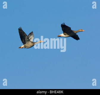 Graugans (Anser Anser), zwei Fliegen gegen blauen Himmel, Schottland. Stockfoto