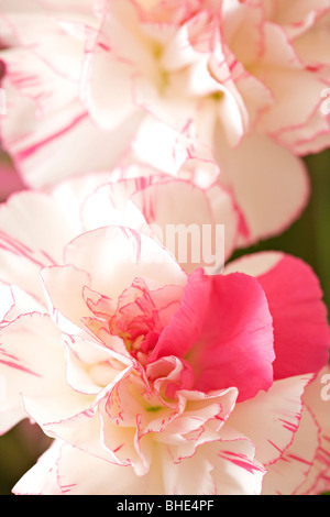 Rosa-weiß gestreiften Nelken in voller Blüte Stockfoto