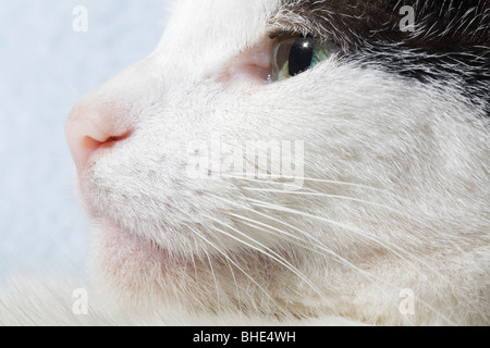 Nahaufnahme von einer jungen Hauskatze (Felis catus) Gesicht im Profil Stockfoto