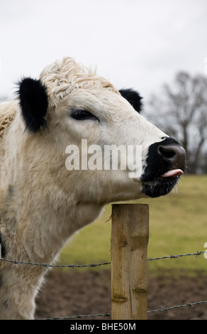 Britische weiße Kuh ihre Zunge heraus Stockfoto