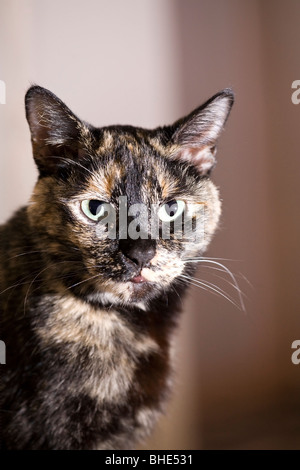 Porträt eines erwachsenen Weibchen schildpatt oder gestromt Cat suchen etwas weg von der Kamera Stockfoto