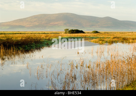 Criffel Hill von den Salzwiesen und Schilfbeetes von Caerlaverock Natur behalten von Solway Firth, Schottland. Stockfoto