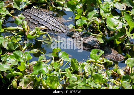 Das Siam-Krokodil (Crocodylus Siamensis) Stockfoto