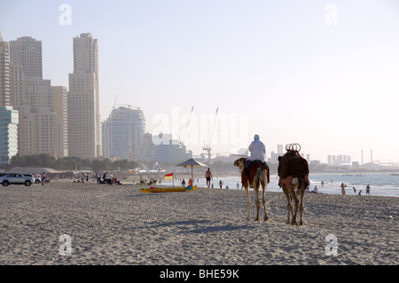 Kamele am Strand in Dubai, Vereinigte Arabische Emirate Stockfoto