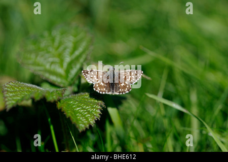 Ergrauten Skipper Butterfly (Pyrgus Malvae) Stockfoto