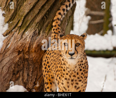 Geparden, die Sie gerade betrachten! (Acinonyx Jubatus) Stockfoto