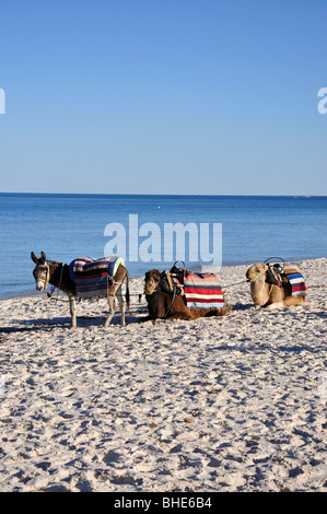 Esel und Kamele am Strand von Port El Kantaoui, Gouvernorat Sousse, Tunesien Stockfoto