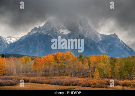 Gelbe Blätter der Espe Bäume, Mt. Moran, Snake River Stockfoto