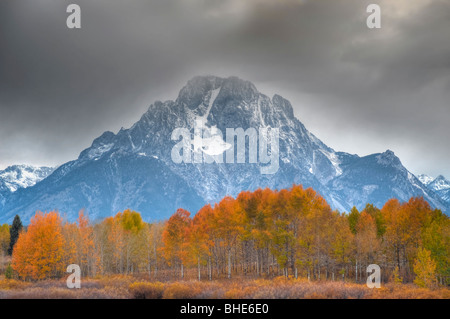 Gelbe Blätter der Espe Bäume, Mt. Moran, Snake River Stockfoto