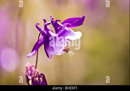 Nahaufnahme einer Blüte lila Aquilegia oder colombine Stockfoto