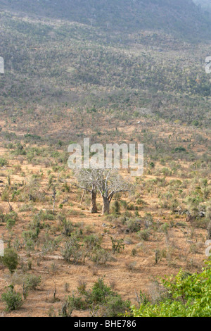 Trockenen Baobab-Bäume im Mwaluganje Elephant Sanctuary, Kenia Stockfoto