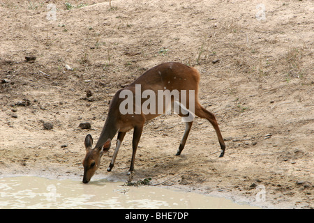 Buschbock (Tragelaphus Scriptus) im Mwaluganje Elephant Sanctuary, Kenia Stockfoto