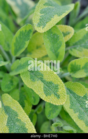 Gemeinsame Salbei (Salvia officinalis 'Icterina') Stockfoto