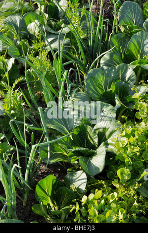 Chinesischer Senf (Brassica Juncea), Garten-Zwiebel (Allium Cepa) und Pac Choi (Brassica Rapa Subspecies Chinensis) Stockfoto