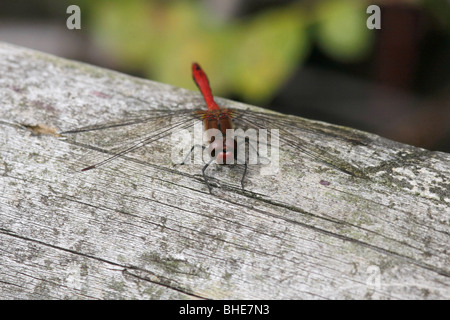 Männliche Ruddy Darter Libelle (Sympetrum Sanguineum) im Vereinigten Königreich Stockfoto