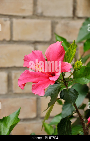 Chinesische Hibiskus (Hibiscus rosa-sinensis) Stockfoto