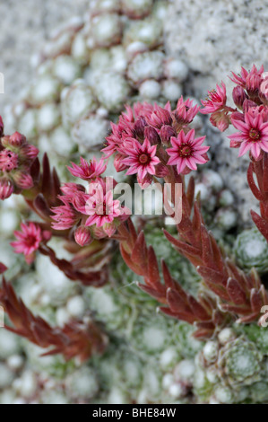 Cobweb hauswurz (Sempervivum arachnoideum) Stockfoto