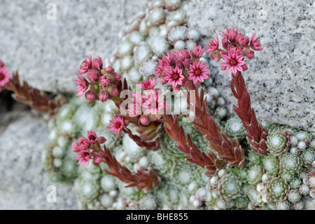 Cobweb hauswurz (Sempervivum arachnoideum) Stockfoto