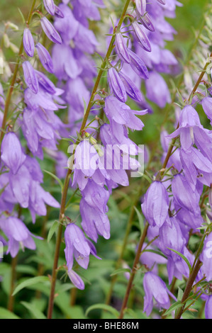 Schleichende Glockenblume (Campanula rapunculoides) Stockfoto