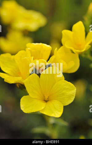 Golden Flachs (Linum flavum) Stockfoto