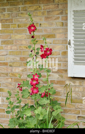 Gemeinsame Malve (Alcea rosea) Stockfoto