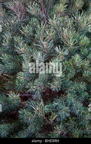 Eustis, FL - Nov 2008 - Nahaufnahme von Blaufichten Äste und Nadeln auf Christmas Tree Farm in Eustis, Florida Stockfoto