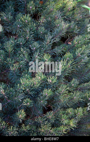 Eustis, FL - Nov 2008 - Nahaufnahme von Blaufichten Äste und Nadeln auf Christmas Tree Farm in Eustis, Florida Stockfoto