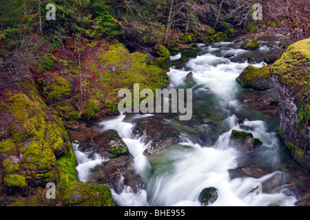 Oregons Wild and Scenic Quarz Creek eilt durch den Willamette National Forest im Winter. Stockfoto